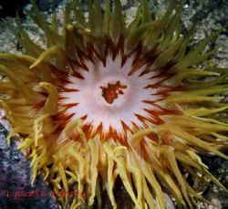 I find the varied beauty of these stinging creatures fasi... by Lyndell Weldon 